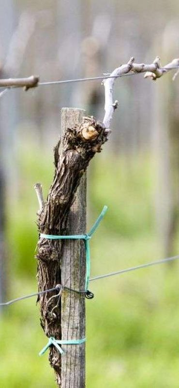 Reben-im-Frühjahr-Schweiz